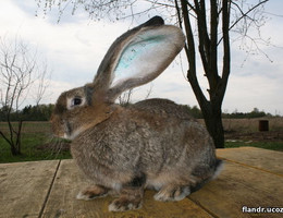 Кролик Фландр