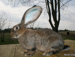 Кролик Фландр