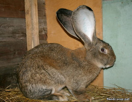 Кролик Ризен