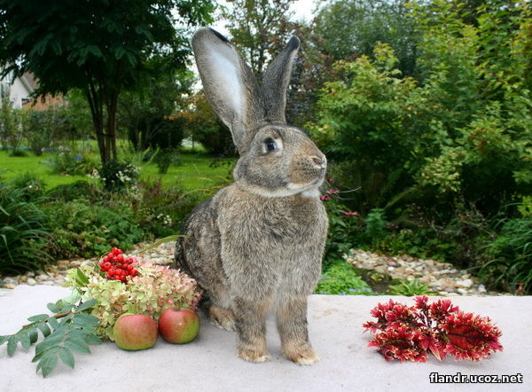 кролик фландр