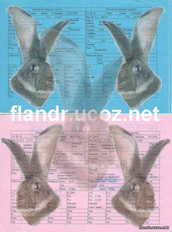 кролики фландр